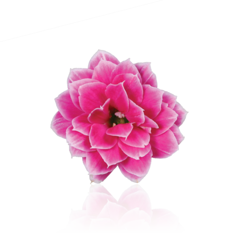 Serenity Purple White